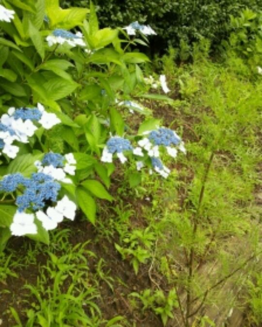 ＊紫陽花＊