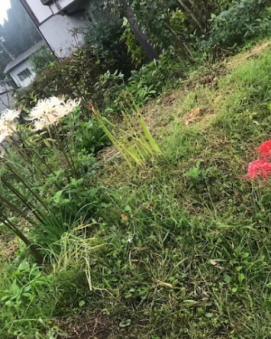 珍しい彼岸花！