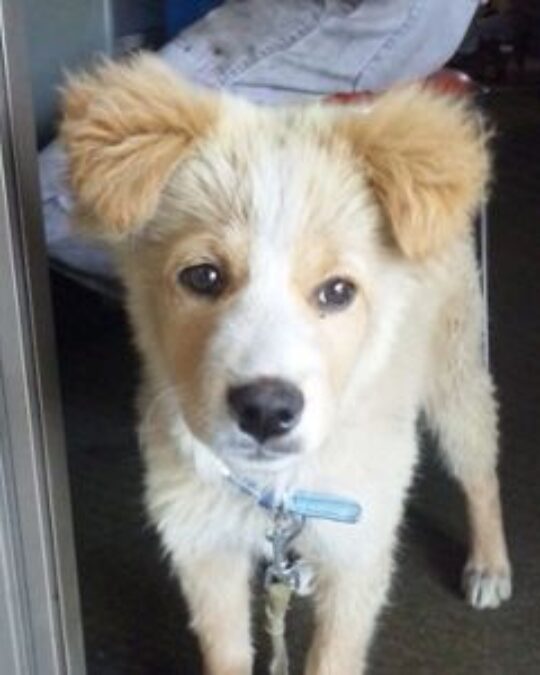 ペットと暮らす