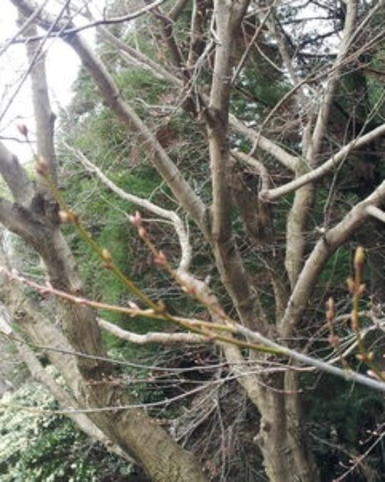 桜の開花にはまだまだなのかな＞＜